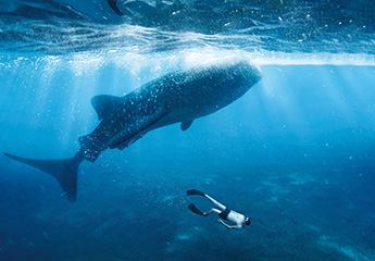 「セブ島」でジンベエザメと泳ぐ