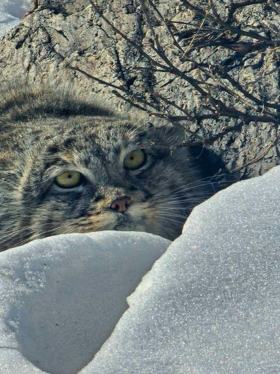 野生のマヌルネコ