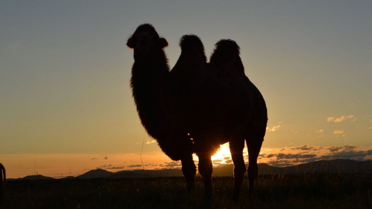 夕暮れのモンゴル草原に佇むフタコブラクダ