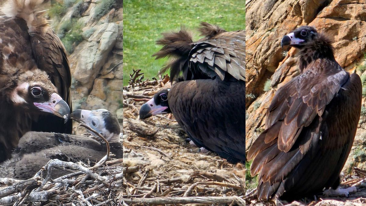 岩壁に巣を構える巨大ハゲワシ